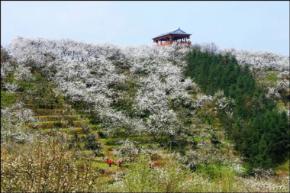 【春天，广西桂林灌阳县向您发出邀请！】我们在灌阳看梨花 - 游山玩水 - 常德生活社区 - 常德28生活网 changde.28life.net