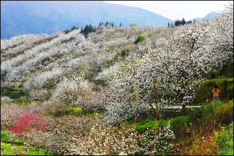 【春天，广西桂林灌阳县向您发出邀请！】我们在灌阳看梨花 - 游山玩水 - 常德生活社区 - 常德28生活网 changde.28life.net