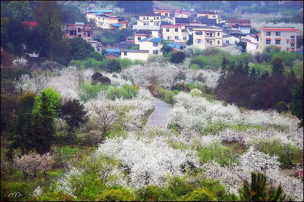 【春天，广西桂林灌阳县向您发出邀请！】我们在灌阳看梨花 - 游山玩水 - 常德生活社区 - 常德28生活网 changde.28life.net