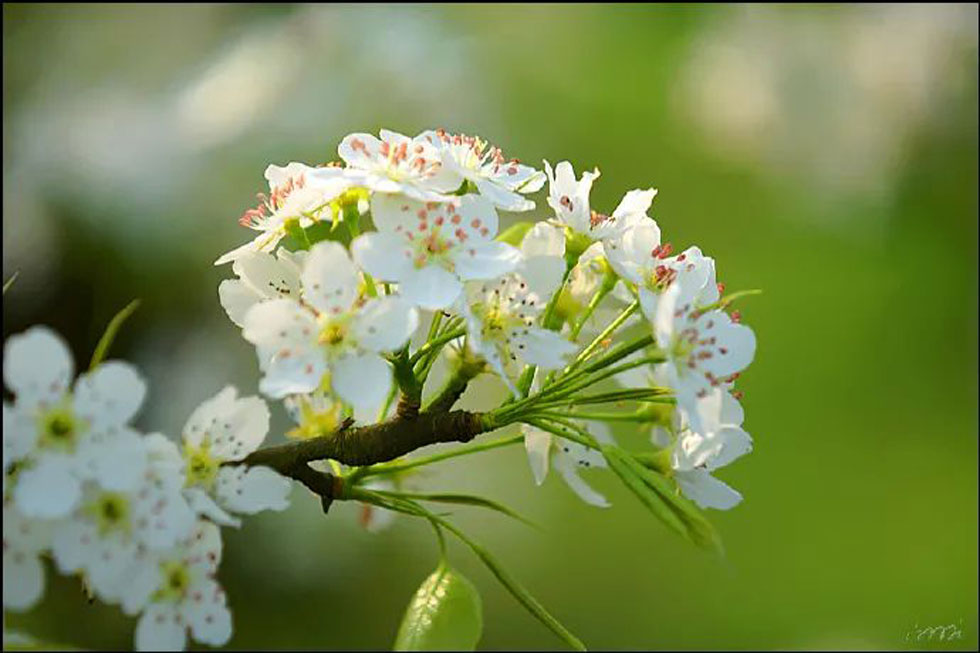 【春天，广西桂林灌阳县向您发出邀请！】我们在灌阳看梨花 - 游山玩水 - 常德生活社区 - 常德28生活网 changde.28life.net
