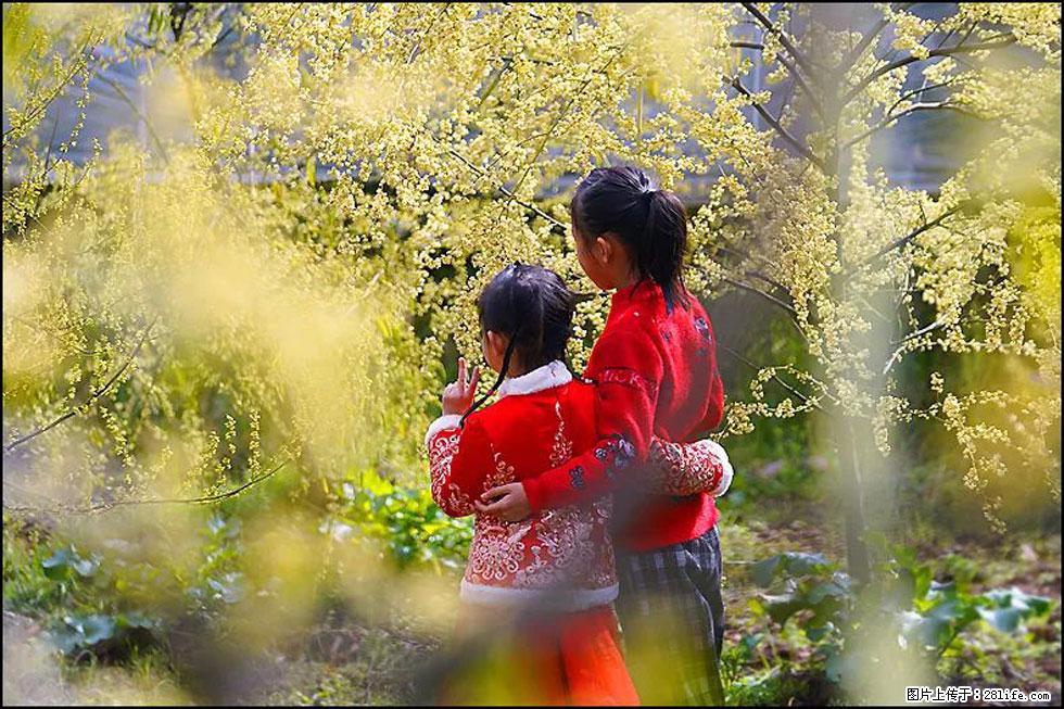 【春天，广西桂林灌阳县向您发出邀请！】米珠山前有片山苍子花在飘香 - 游山玩水 - 常德生活社区 - 常德28生活网 changde.28life.net