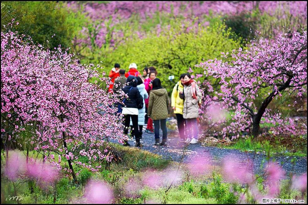 【春天，广西桂林灌阳县向您发出邀请！】官庄村有个醉美的桃花园 - 游山玩水 - 常德生活社区 - 常德28生活网 changde.28life.net