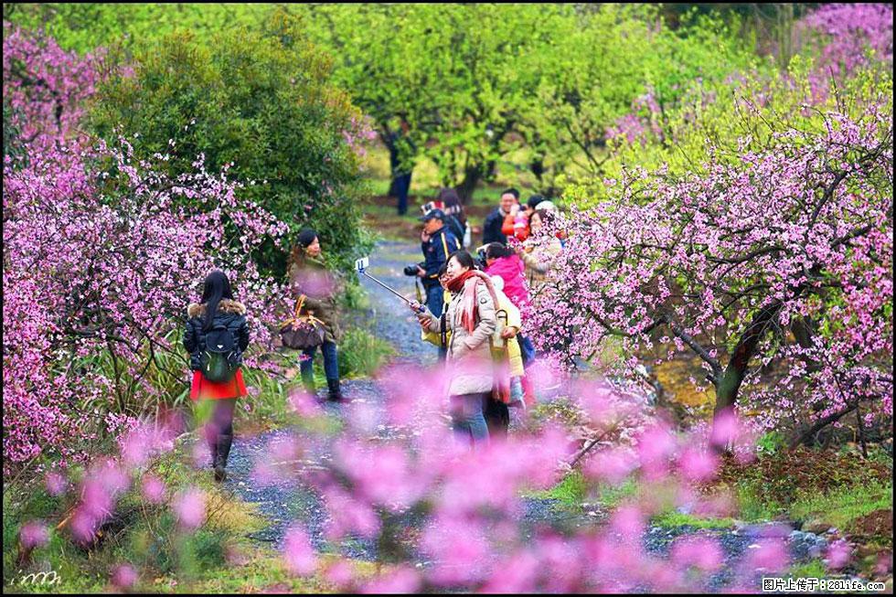 【春天，广西桂林灌阳县向您发出邀请！】官庄村有个醉美的桃花园 - 游山玩水 - 常德生活社区 - 常德28生活网 changde.28life.net