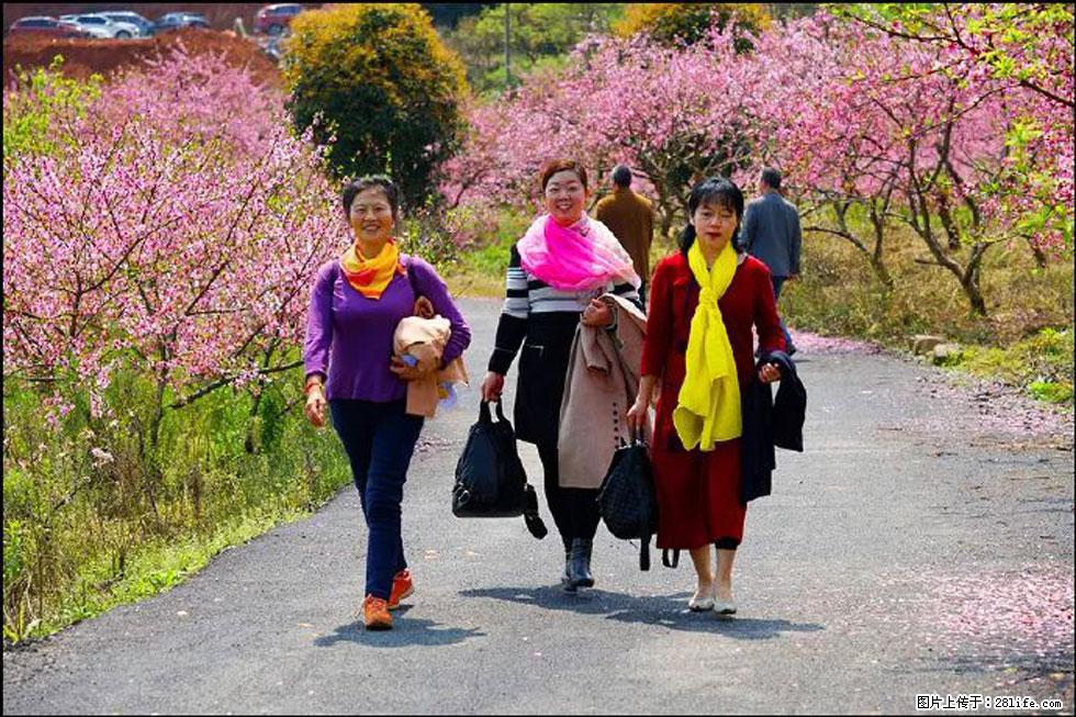 【春天，广西桂林灌阳县向您发出邀请！】官庄村有个醉美的桃花园 - 游山玩水 - 常德生活社区 - 常德28生活网 changde.28life.net