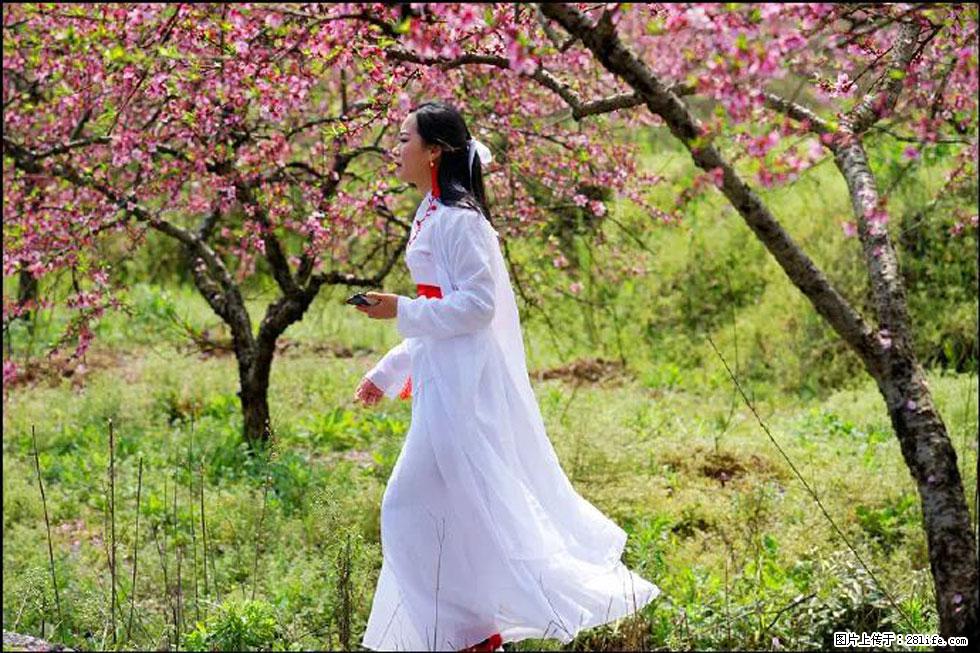 【春天，广西桂林灌阳县向您发出邀请！】官庄村有个醉美的桃花园 - 游山玩水 - 常德生活社区 - 常德28生活网 changde.28life.net