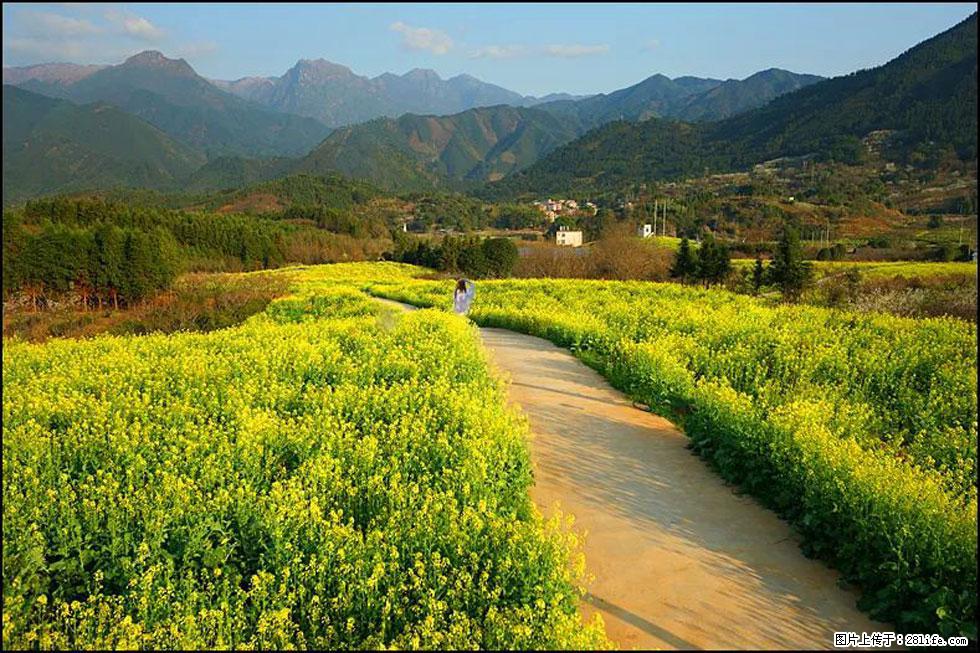 【春天，广西桂林灌阳县向您发出邀请！】长坪村油菜盛情花开 - 游山玩水 - 常德生活社区 - 常德28生活网 changde.28life.net