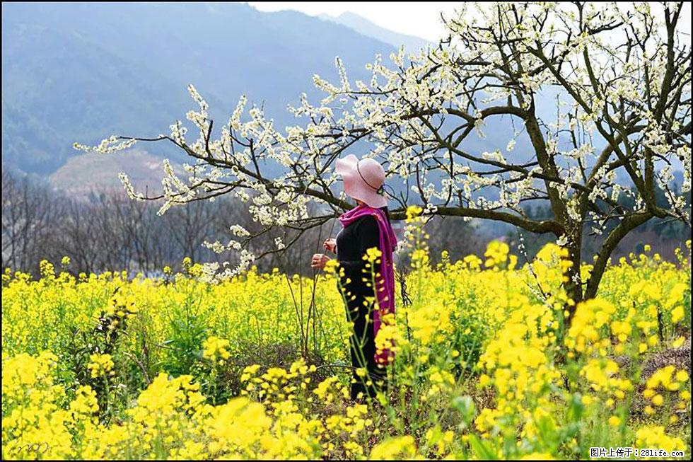 【春天，广西桂林灌阳县向您发出邀请！】长坪村油菜盛情花开 - 游山玩水 - 常德生活社区 - 常德28生活网 changde.28life.net