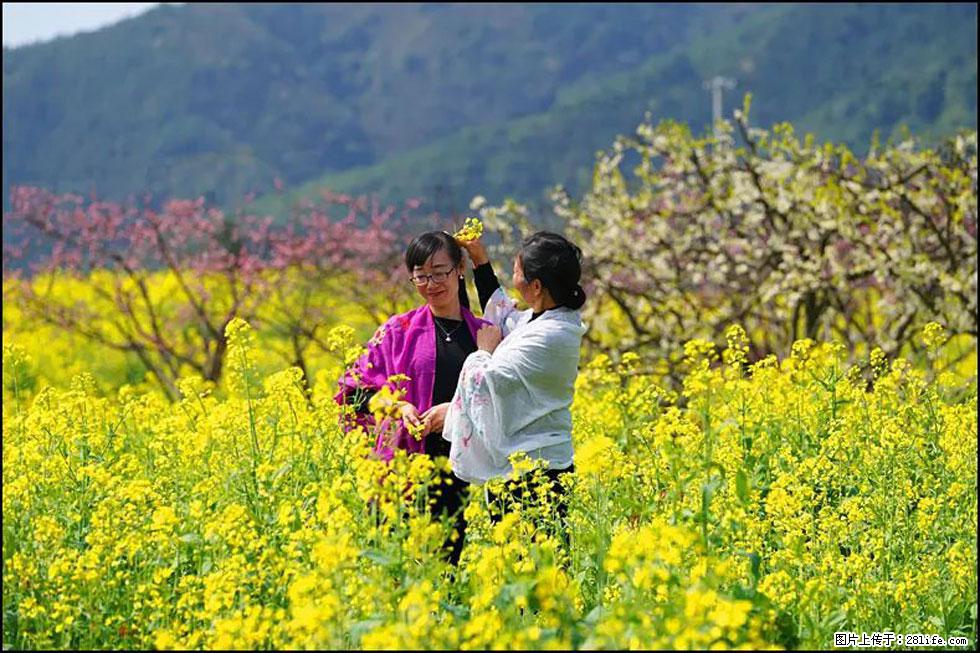 【春天，广西桂林灌阳县向您发出邀请！】长坪村油菜盛情花开 - 游山玩水 - 常德生活社区 - 常德28生活网 changde.28life.net