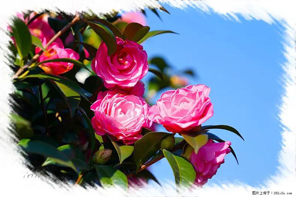 【春天，广西桂林灌阳县向您发出邀请！】杨柳井茶花惹人爱 - 游山玩水 - 常德生活社区 - 常德28生活网 changde.28life.net