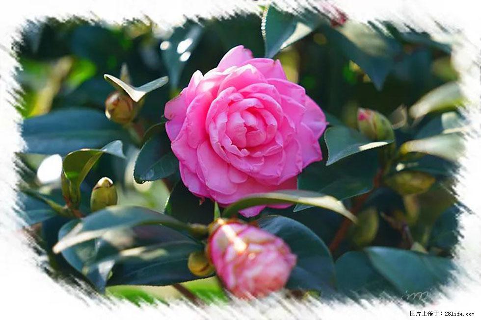 【春天，广西桂林灌阳县向您发出邀请！】杨柳井茶花惹人爱 - 游山玩水 - 常德生活社区 - 常德28生活网 changde.28life.net