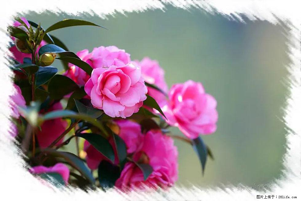 【春天，广西桂林灌阳县向您发出邀请！】杨柳井茶花惹人爱 - 游山玩水 - 常德生活社区 - 常德28生活网 changde.28life.net