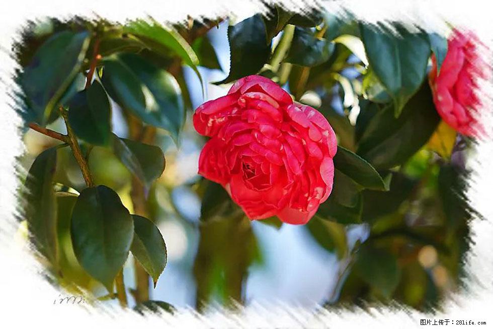 【春天，广西桂林灌阳县向您发出邀请！】杨柳井茶花惹人爱 - 游山玩水 - 常德生活社区 - 常德28生活网 changde.28life.net