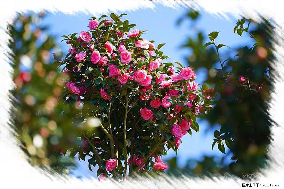 【春天，广西桂林灌阳县向您发出邀请！】杨柳井茶花惹人爱 - 游山玩水 - 常德生活社区 - 常德28生活网 changde.28life.net