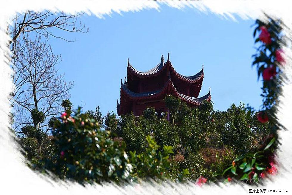 【春天，广西桂林灌阳县向您发出邀请！】杨柳井茶花惹人爱 - 游山玩水 - 常德生活社区 - 常德28生活网 changde.28life.net