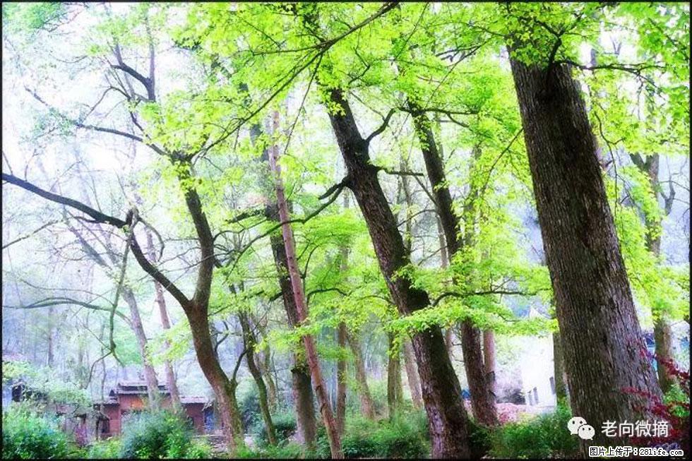 【春天，广西桂林灌阳县向您发出邀请！】在小龙村与春天约会 - 游山玩水 - 常德生活社区 - 常德28生活网 changde.28life.net