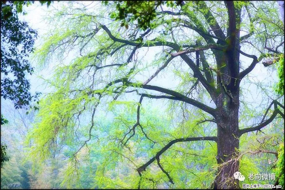 【春天，广西桂林灌阳县向您发出邀请！】在小龙村与春天约会 - 游山玩水 - 常德生活社区 - 常德28生活网 changde.28life.net