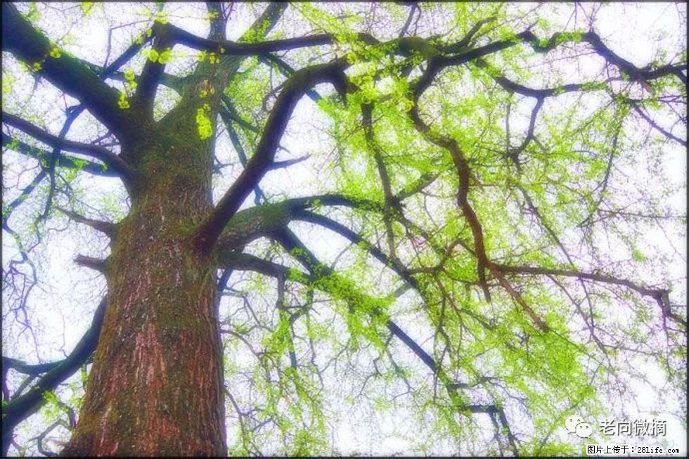 【春天，广西桂林灌阳县向您发出邀请！】在小龙村与春天约会 - 游山玩水 - 常德生活社区 - 常德28生活网 changde.28life.net