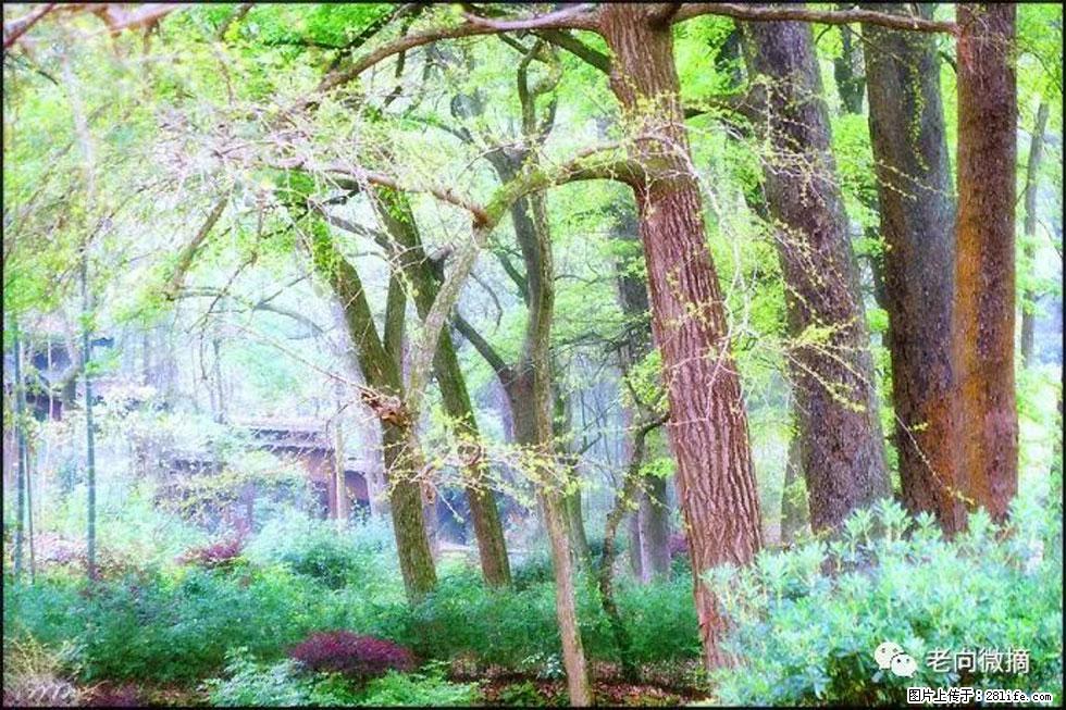 【春天，广西桂林灌阳县向您发出邀请！】在小龙村与春天约会 - 游山玩水 - 常德生活社区 - 常德28生活网 changde.28life.net