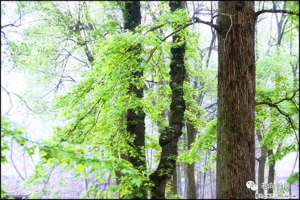 【春天，广西桂林灌阳县向您发出邀请！】在小龙村与春天约会 - 游山玩水 - 常德生活社区 - 常德28生活网 changde.28life.net