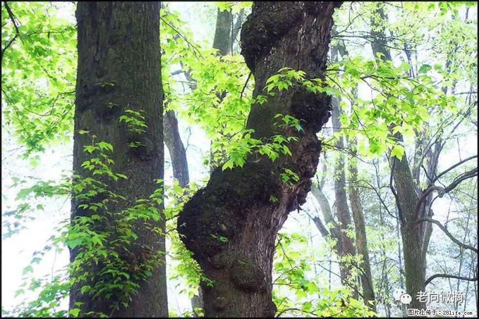 【春天，广西桂林灌阳县向您发出邀请！】在小龙村与春天约会 - 游山玩水 - 常德生活社区 - 常德28生活网 changde.28life.net