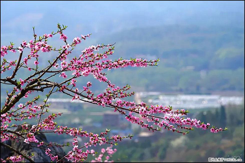 【春天，广西桂林灌阳县向您发出邀请！】望月岭上桃花开 - 游山玩水 - 常德生活社区 - 常德28生活网 changde.28life.net