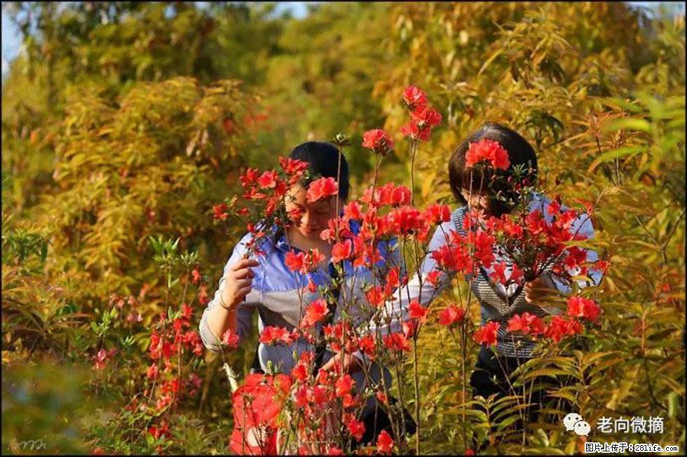 【春天，广西桂林灌阳县向您发出邀请！】登麒麟山，相约映山红 - 游山玩水 - 常德生活社区 - 常德28生活网 changde.28life.net