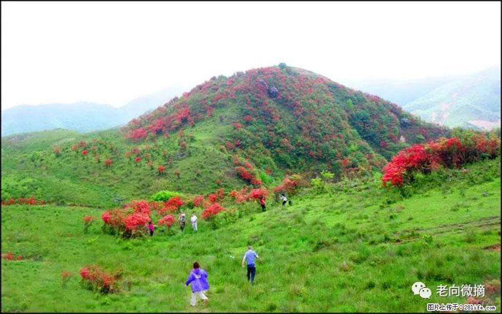 【春天，广西桂林灌阳县向您发出邀请！】宝盖山上映山红 - 游山玩水 - 常德生活社区 - 常德28生活网 changde.28life.net