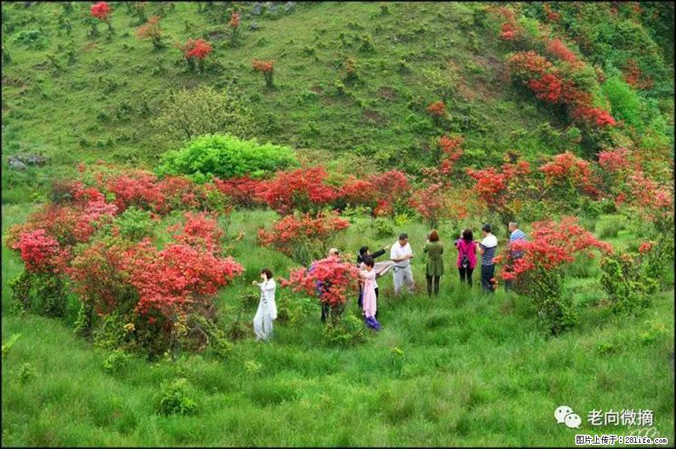 【春天，广西桂林灌阳县向您发出邀请！】宝盖山上映山红 - 游山玩水 - 常德生活社区 - 常德28生活网 changde.28life.net