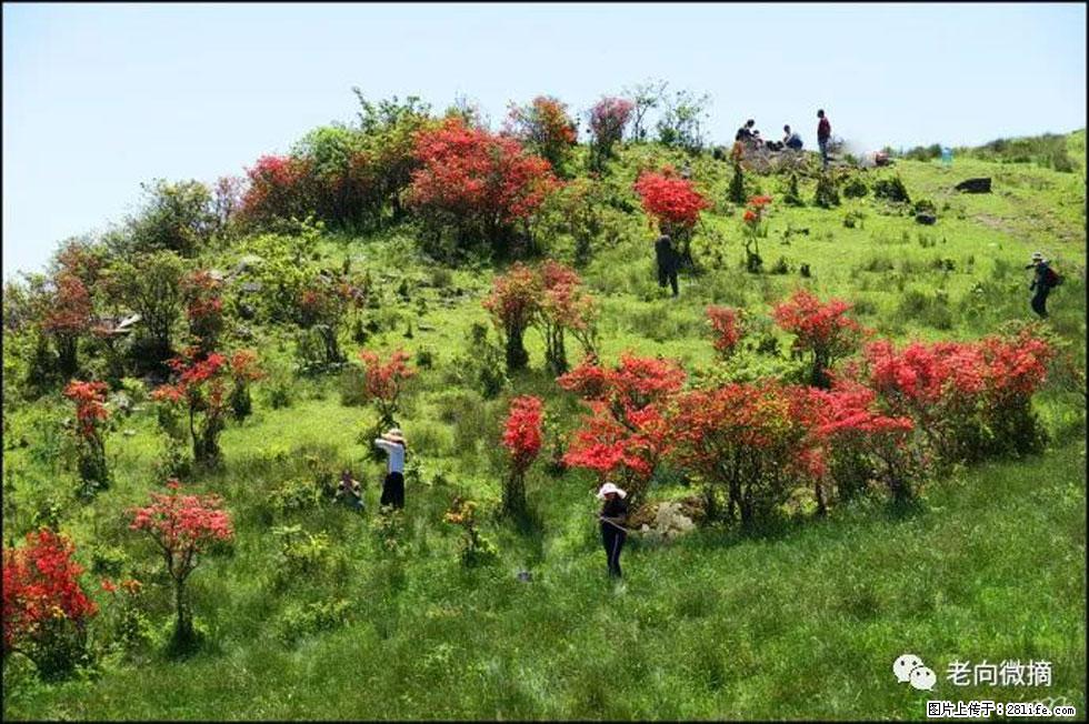 【春天，广西桂林灌阳县向您发出邀请！】宝盖山上映山红 - 游山玩水 - 常德生活社区 - 常德28生活网 changde.28life.net