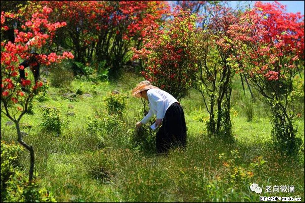 【春天，广西桂林灌阳县向您发出邀请！】宝盖山上映山红 - 游山玩水 - 常德生活社区 - 常德28生活网 changde.28life.net