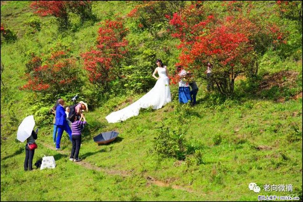 【春天，广西桂林灌阳县向您发出邀请！】宝盖山上映山红 - 游山玩水 - 常德生活社区 - 常德28生活网 changde.28life.net