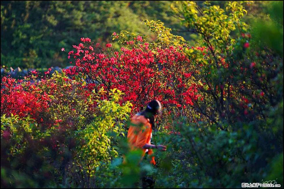 【春天，广西桂林灌阳县向您发出邀请！】春木界上映山红 - 游山玩水 - 常德生活社区 - 常德28生活网 changde.28life.net