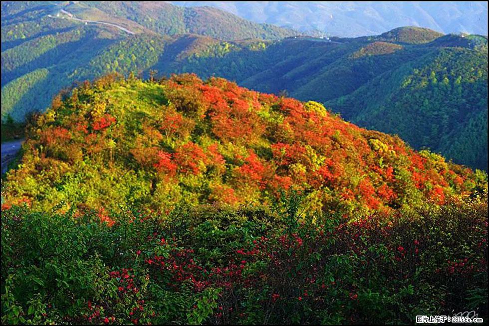 【春天，广西桂林灌阳县向您发出邀请！】春木界上映山红 - 游山玩水 - 常德生活社区 - 常德28生活网 changde.28life.net