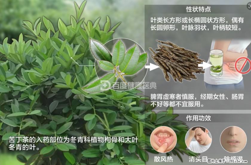 苦丁茶有哪些功效和作用 - 生活百科 - 常德生活社区 - 常德28生活网 changde.28life.net