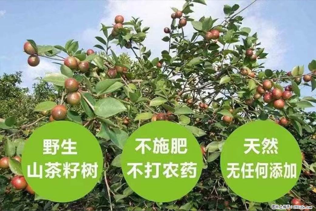 【灌阳县油茶产业示范区】一个有着充实的精神生活的人，对待身外之物自会有一种淡泊的态度 - 土特产 - 饮食特产 - 常德分类信息 - 常德28生活网 changde.28life.net