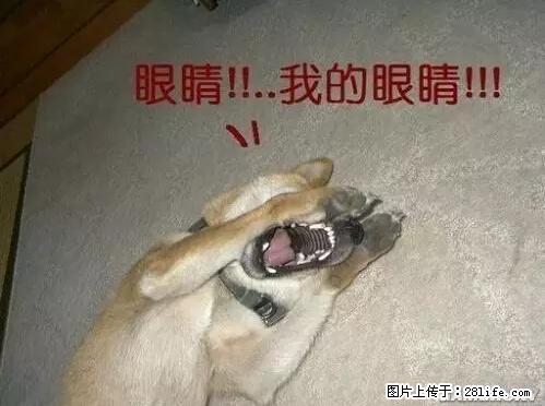 笑癫了！一女的怀孕三年未生，他终于忍不住了... - 娱乐八卦 - 常德生活社区 - 常德28生活网 changde.28life.net