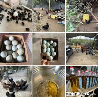 油茶园从小鸡仔开始养起的纯土鸡、土鸡蛋可以预定啦！还有前几天刚榨的纯山茶油哦 - 常德28生活网 changde.28life.net