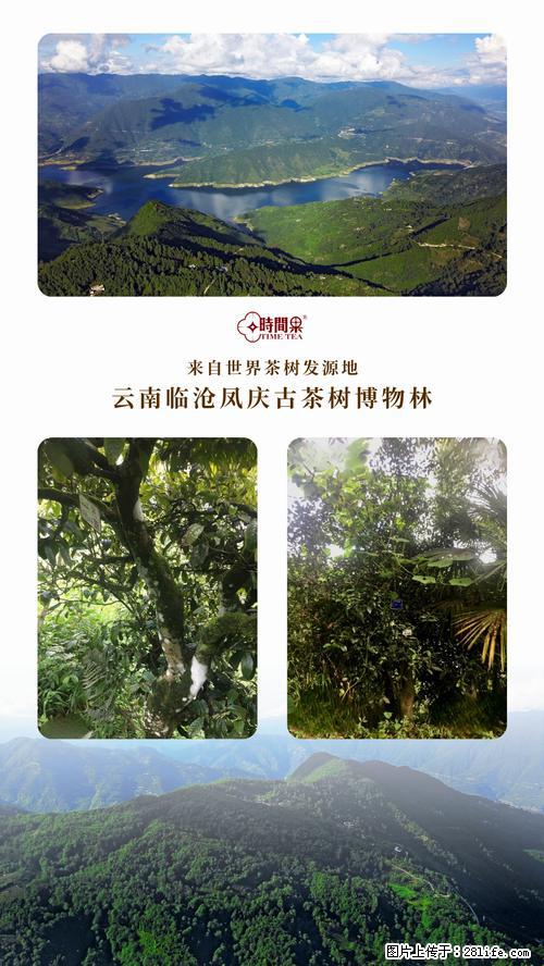 时间果百年古树2025年春红茶 - 购物交流 - 常德生活社区 - 常德28生活网 changde.28life.net