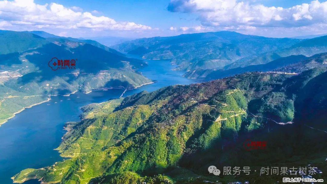 时间果百年古树龙珠普洱生茶 - 购物交流 - 常德生活社区 - 常德28生活网 changde.28life.net