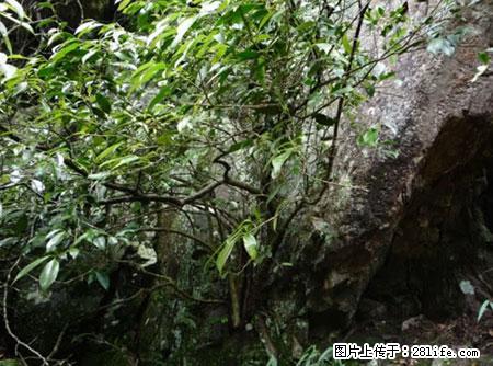 平乐石崖茶,珍贵仅次于金花茶 - 常德生活资讯 - 常德28生活网 changde.28life.net