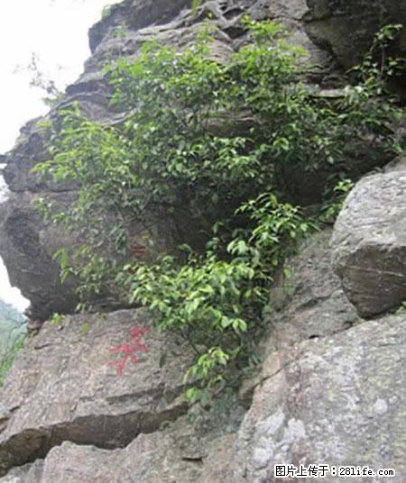 平乐石崖茶,珍贵仅次于金花茶 - 常德生活资讯 - 常德28生活网 changde.28life.net