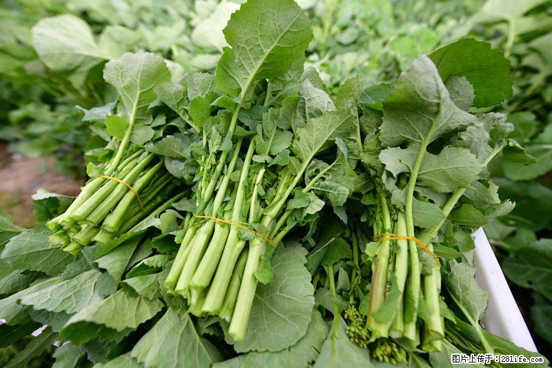 这些蔬菜是“天然钙片”，这6种被医生重点推荐 - 常德生活资讯 - 常德28生活网 changde.28life.net